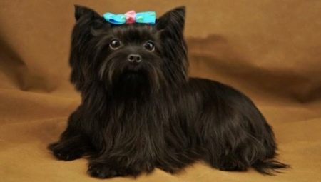 Black Yorkshire Terrier: description de l'aspect et des caractéristiques du contenu