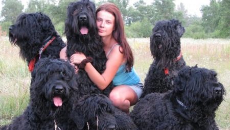 Black Terrier: description de la race et secrets du contenu