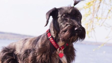 Terrier tchèque: caractéristiques de la race, caractère, coupe de cheveux et contenu