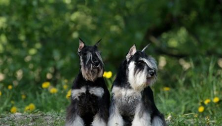 Schnauzer nain: description de la race, avantages et inconvénients, nature et contenu