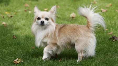 Chiens décoratifs: description de la race et contenu