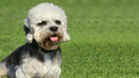 Dandie Dinmont Terrier: Caractéristiques de la race et conseils de soins pour chiens