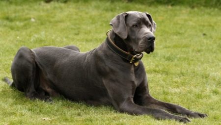 Dogue Allemand: types et recommandations pour garder des chiens
