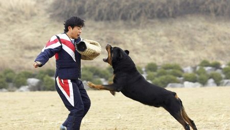 Rottweiler képzés otthon