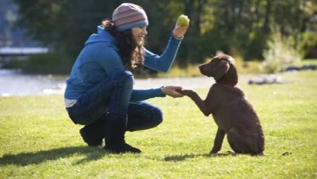 Dresser des chiots et des chiens adultes: caractéristiques et commandes de base