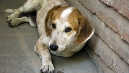 Mongóis: descrição de cães de raça pura e as sutilezas de seu cultivo