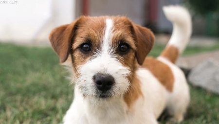 Jack Russell Terrier Broken: olyan funkciók, mint a gyapjú, a kutyák ápolására