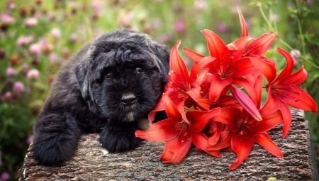 Bouvier of Flanders: Description, tempérament et soin des races de chiens