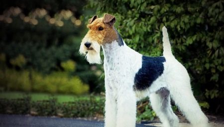 Foxterrier: tartalmi szabályok és számos becenév