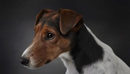 Fox Terriers lisses: comment les regarder et comment les contenir?