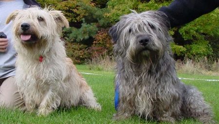 Glen of Imaal Terrier: description de la race irlandaise et soin des chiens