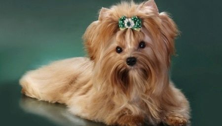 Golddast Yorkshire Terrier: caractéristiques et secrets du contenu