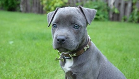 Blue Staffordshire Terrier: à quoi ça ressemble et comment en prendre soin?