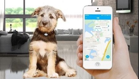 GPS nyomkövetők kutyák számára: miért van szükség és hogyan kell őket kiválasztani?