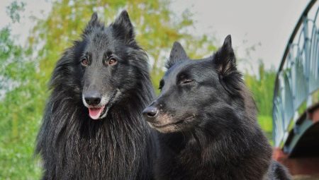 Grunendal: fajta leírása és tartalma