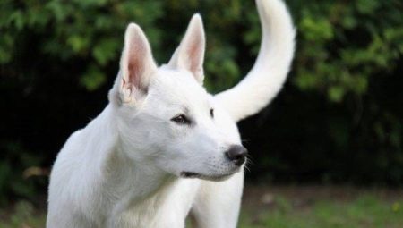 Canaan Dog: fajta leírása és tartalmi tippek