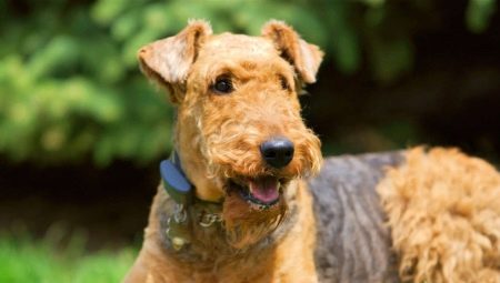 Ír terrier: változatosság, gondozási és etetési szabályok