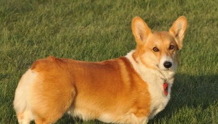 Histoire de la race Corgi gallois
