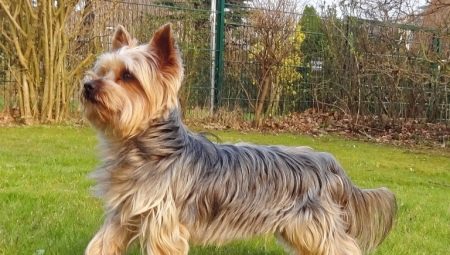 L'histoire de l'origine de la race Yorkshire Terrier