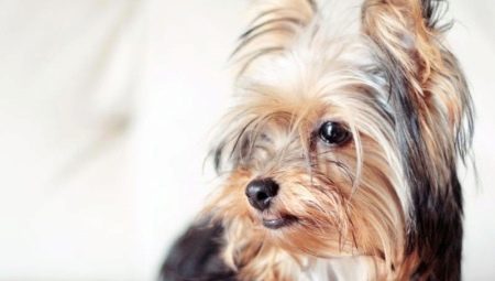 Yorkshire Terriers: standards de race, caractère, variétés et contenu