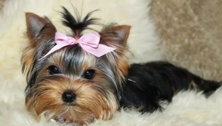 Yorkshire Mini Terrier: fajta leírása és tartalma