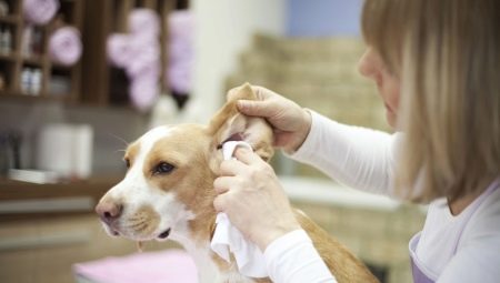 Comment nettoyer les oreilles d'un chien à la maison?