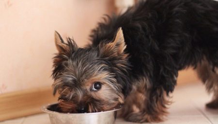 Comment et quoi nourrir les Yorkshire Terriers?