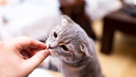 Comment puis-je apprivoiser un chat?