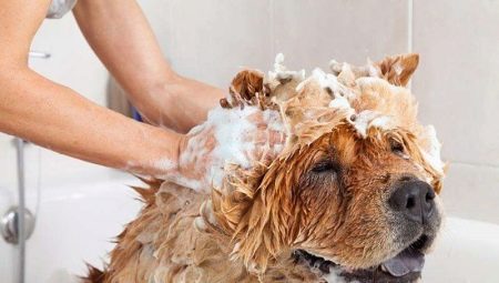 Comment laver un chien?