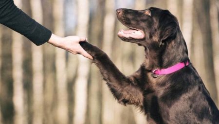 Comment apprendre à un chien à donner une patte?