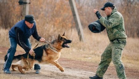 Comment former votre attelage de chiens Fas?