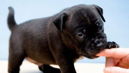 Comment sevrer un chiot pour le mordre?