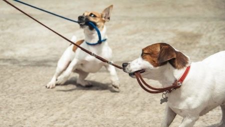 Comment sevrer le chien tire la laisse?