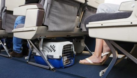 Como transportar cachorros?