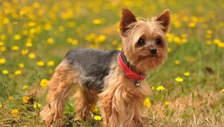 Hogyan vághat egy terrier?