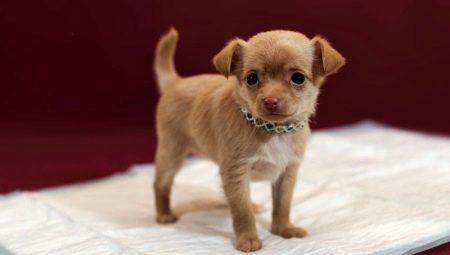 Comment apprendre à un chien à marcher jusqu'à la couche?
