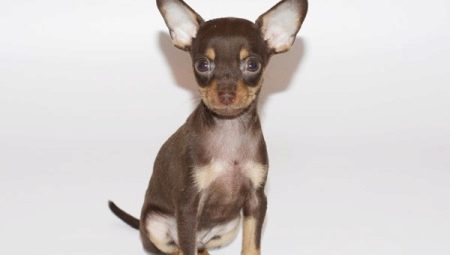 Comment entraîner un terrier en jouet sur le plateau?