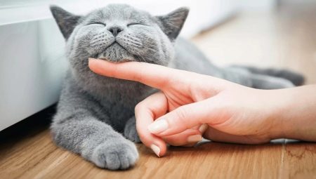 Hogyan kell gondoskodni egy cica és egy felnőtt macska?