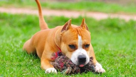 Hogyan oktassunk és oktassunk egy Staffordshire Terrieret?
