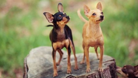Comment choisir des surnoms pour toy terriers?