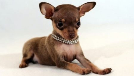 Comment choisir un chiot terrier jouet?