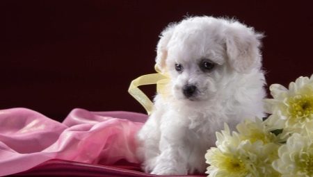 Quels surnoms peuvent être donnés aux chiens blancs?