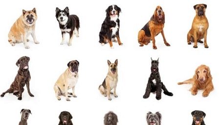 Quel chien est préférable d'avoir dans l'appartement et la maison privée?