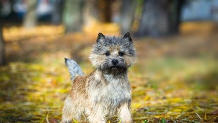 Cairn Terrier: A fajta jellemzői, a becenevek tartalma és választása
