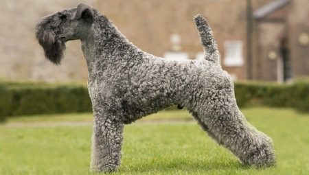 Kerry Blue Terrier: description des races, coupes de cheveux et contenus