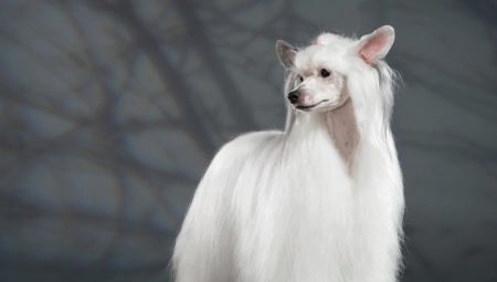 Kínai meztelen kutya: All About Breed