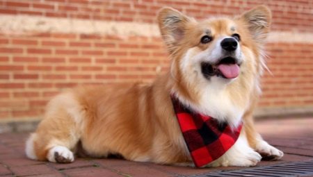 Corgi Flaffy: Caractéristiques du gène et contenu du chiot