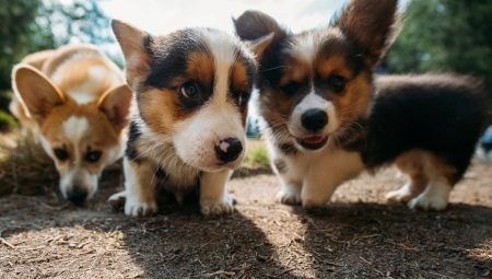 Corgi: leírás, karakter, típusok és színek, tartalom