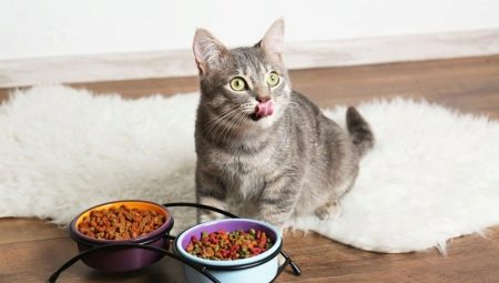 Aliments pour chats et chats: types, classement du fabricant et règles de sélection