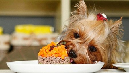Aliments pour Yorkshire terriers: types, choix et normes alimentaires